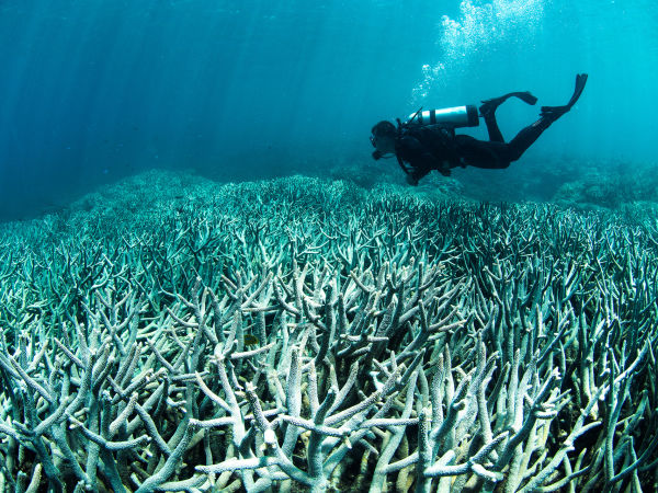 Coral bleaching