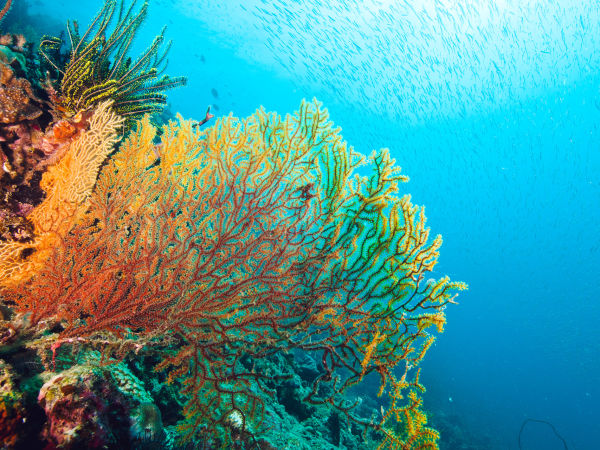 Sea fan coral