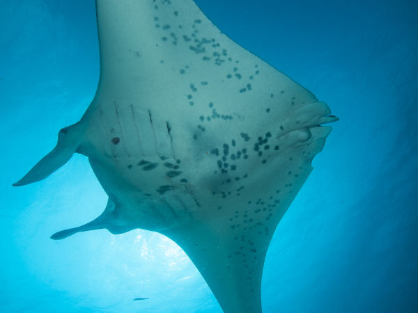 Manta Ray, Manta alfredi