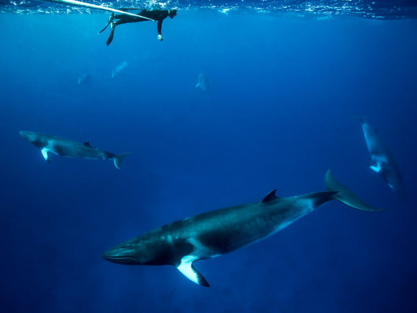 Minke whales TEQ.jpg