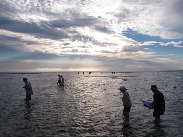 Coral walk Heron Island