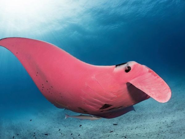 pink manta ray @kristian laine photographer.jpg