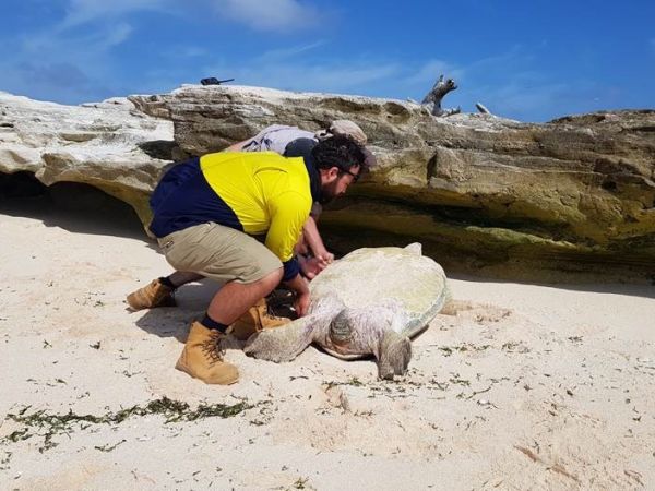 Raine 2019 rescuing a flipped turtle that fell off beachrock.jpg