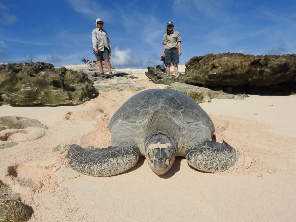 Raine Island turtle 5 © Queensland Government.JPG