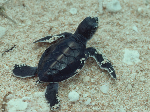 Turtle hatchling at Raine Island