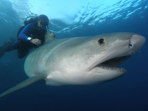 Richard Fitzpatrick releasing tagged tiger shark