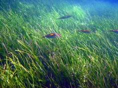 Seagrass-and-fish-250_rdax_90.jpg