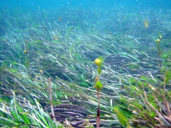 Seagrass