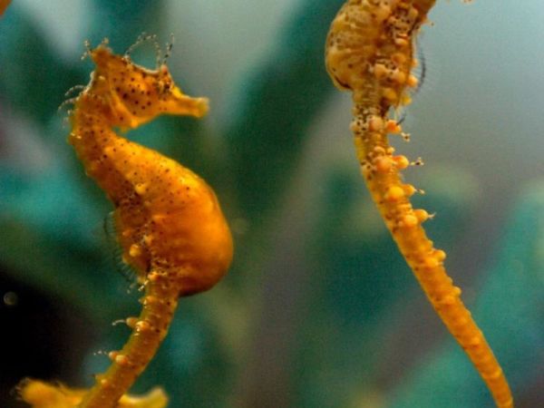 seahorses_1.jpg