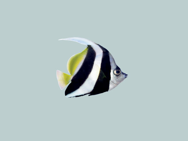 stripefish-darkgrey.jpg