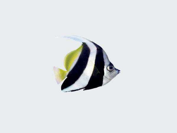 stripefish-grey.jpg