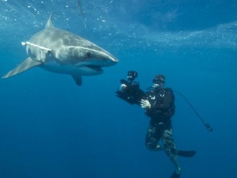 Capturing tiger sharks on film. Photo: Biopixel