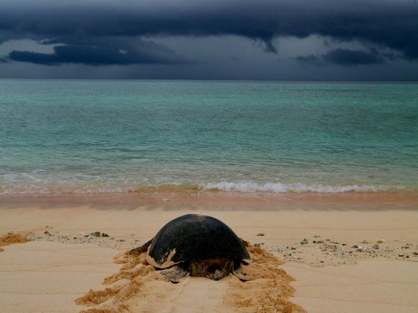 Turtle returning from nesting at Raine Island