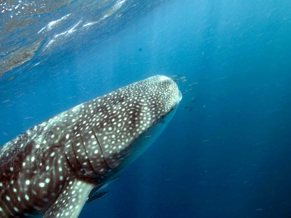 Whale shark 