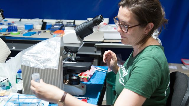 Sorting coral spawn