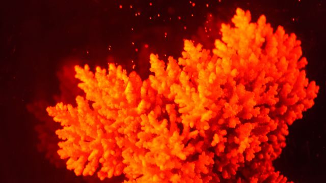 Coral spawning