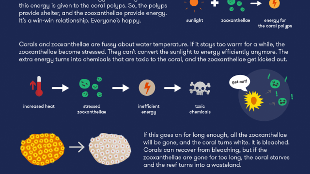 Coral Bleaching explainer