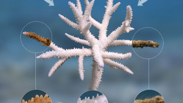 What is coral bleaching?