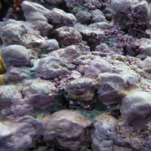 Coralline algae