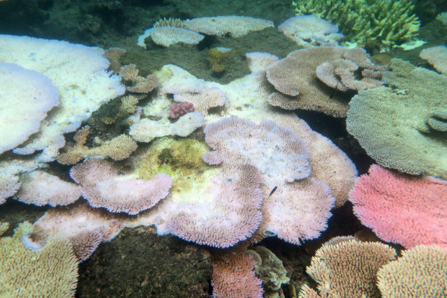 Mission Beach Reefs