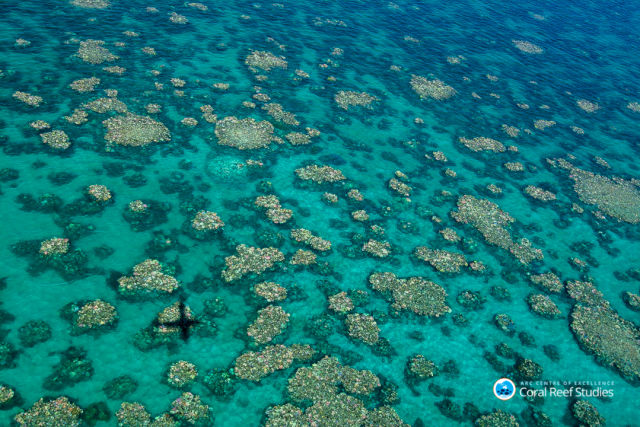 Cairns-Townsville bleaching