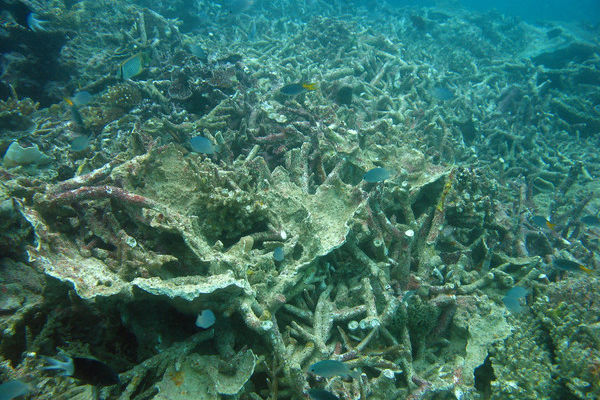 Damage to corals on Rib Reef by Cyclone Larry