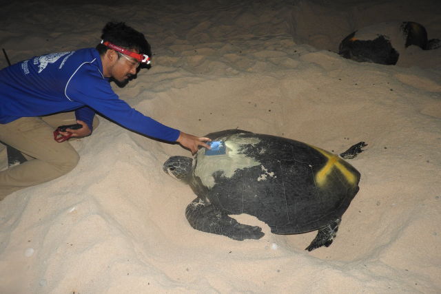 Attaching the satellite tag to one of the named turtles at Raine Island