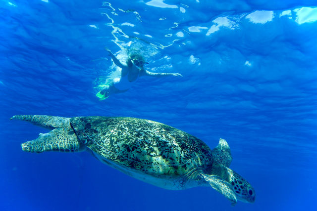 Karlie swam with a green turtle, one of 6 of the 7 endangered turtle species found on the Reef