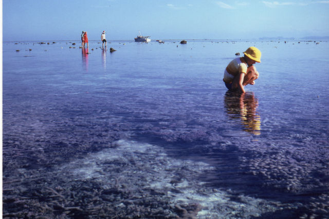 A young Ove on the Reef