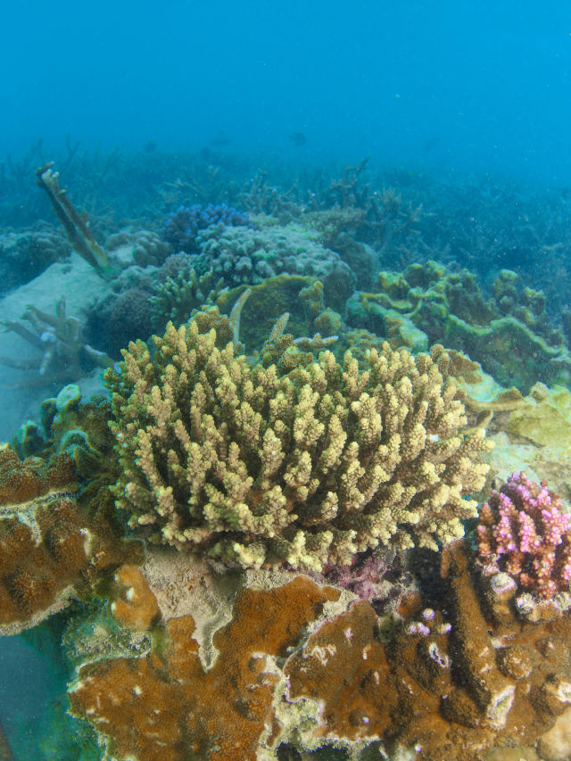 Hardy Reef in the Whitsundays post Cyclone Debbie