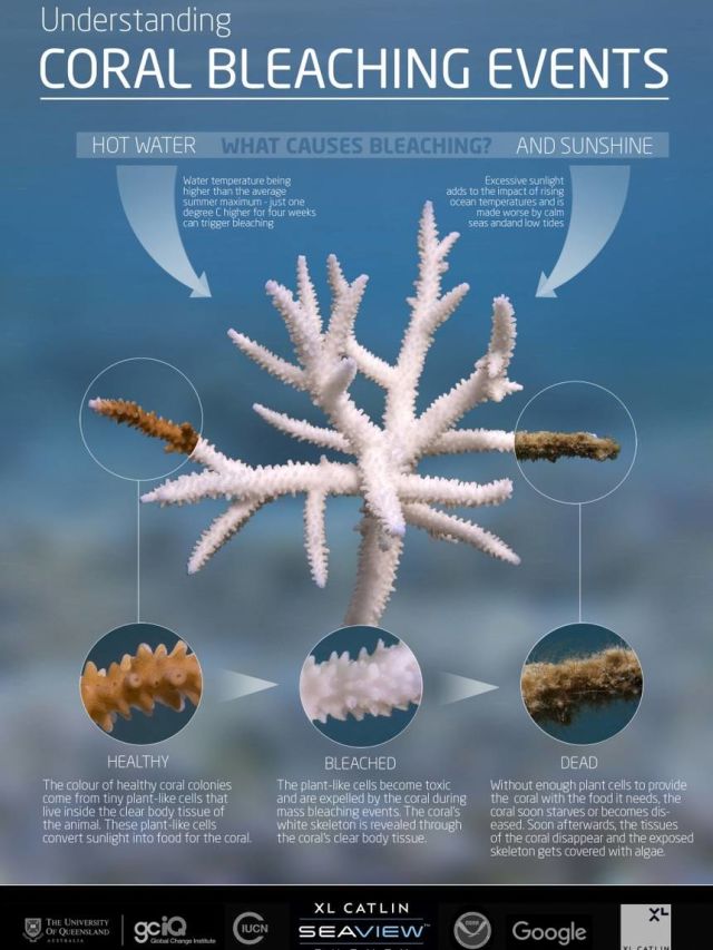 What is coral bleaching? 