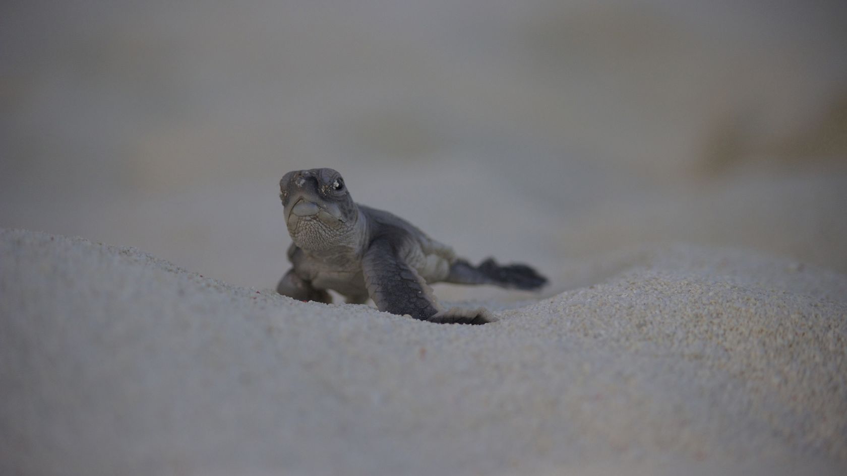 Green turtle hatchling