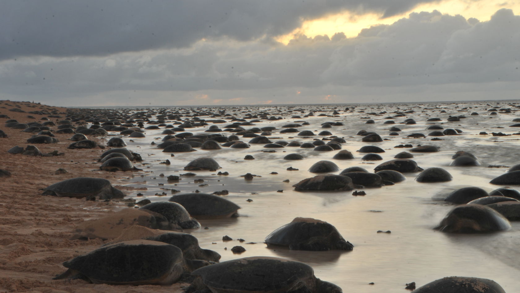 Nesting season at Raine Island