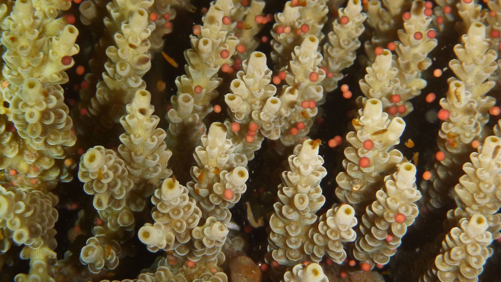 Coral spawning