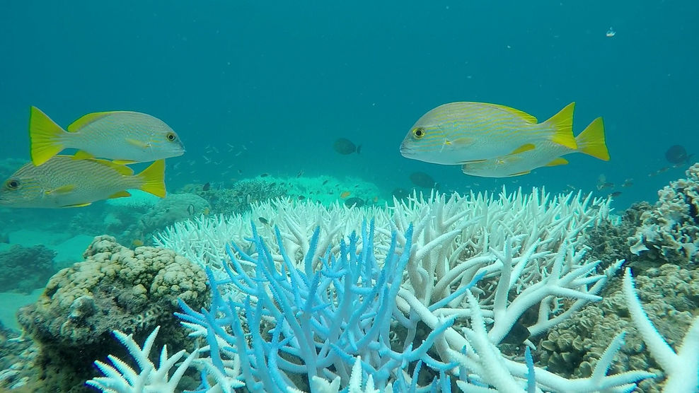 Coral Bleaching