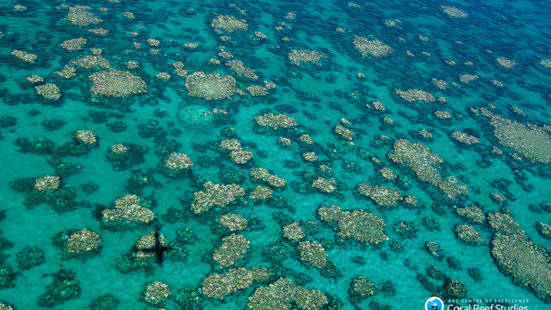 Cairns-Townsville bleaching