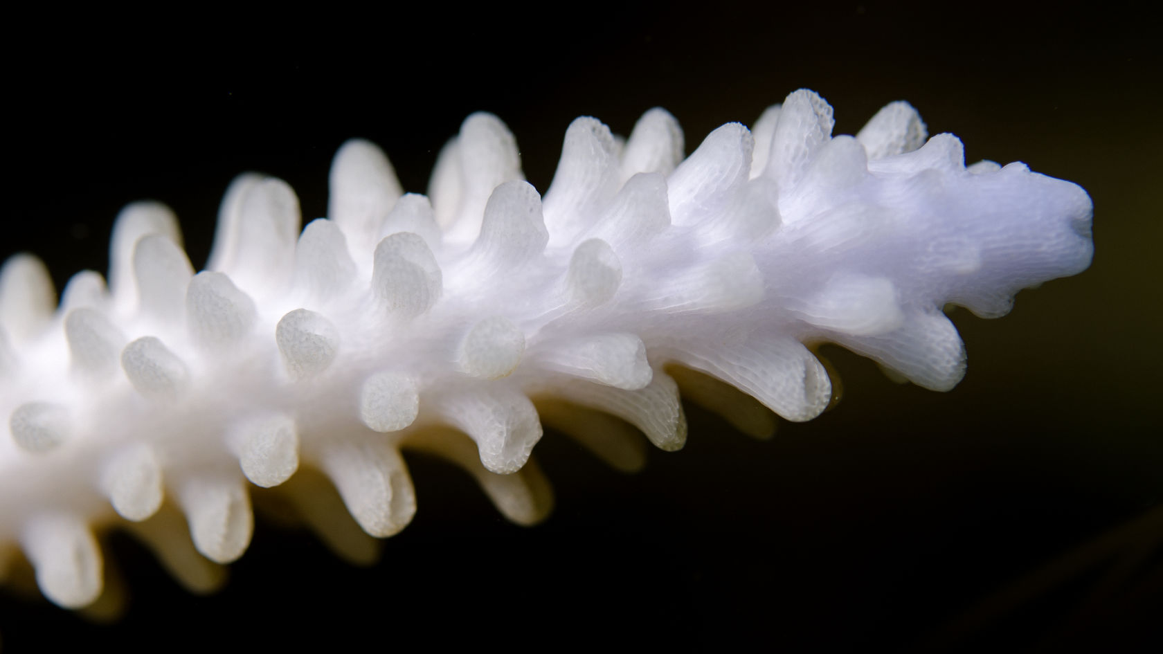 Coral Bleaching