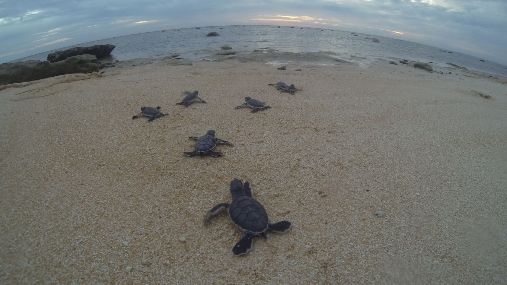 Green turtle hatchlings at Raine Island