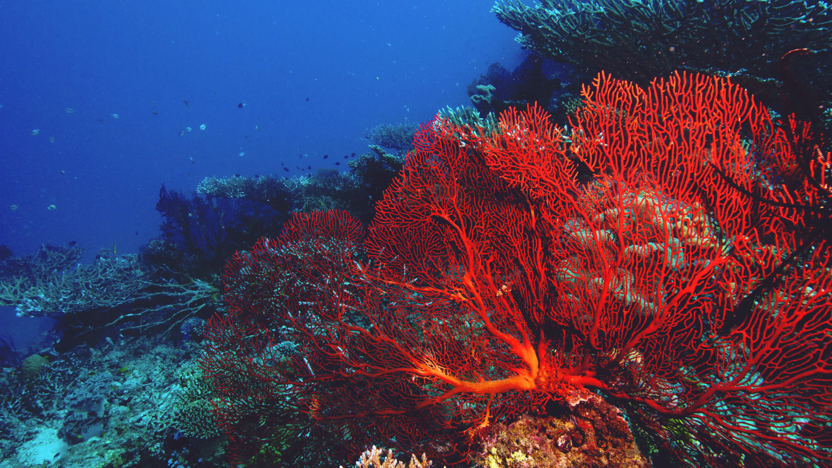 Sea fan coral