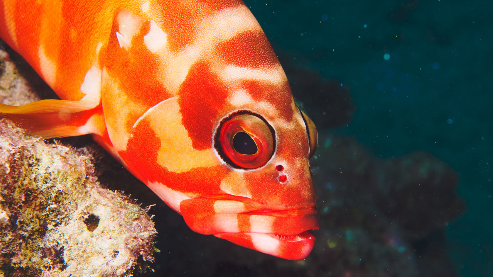 Blacktip Rockcod