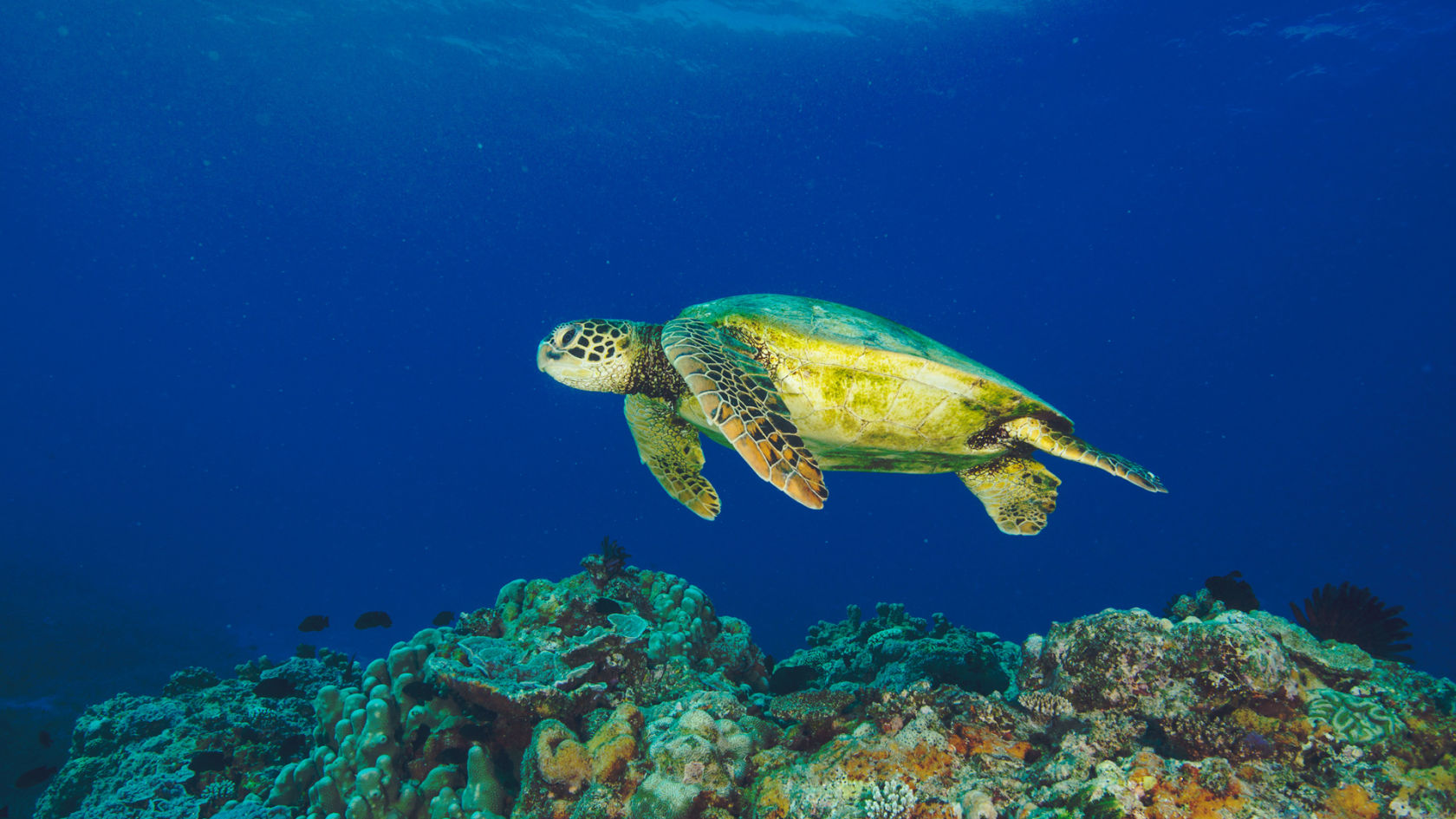 Green Turtle