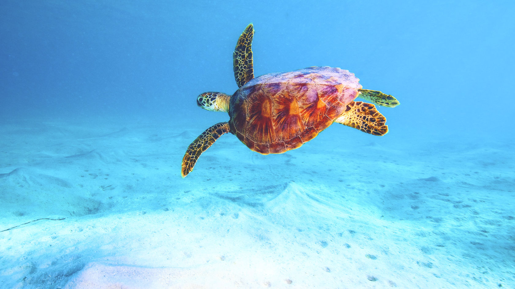 Green Turtle