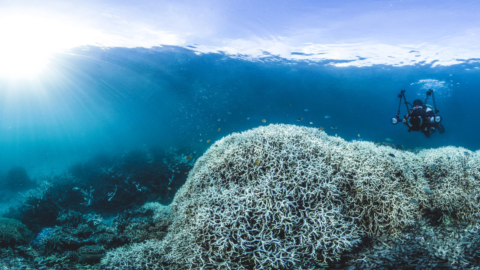 Coral bleaching at Lizard Island