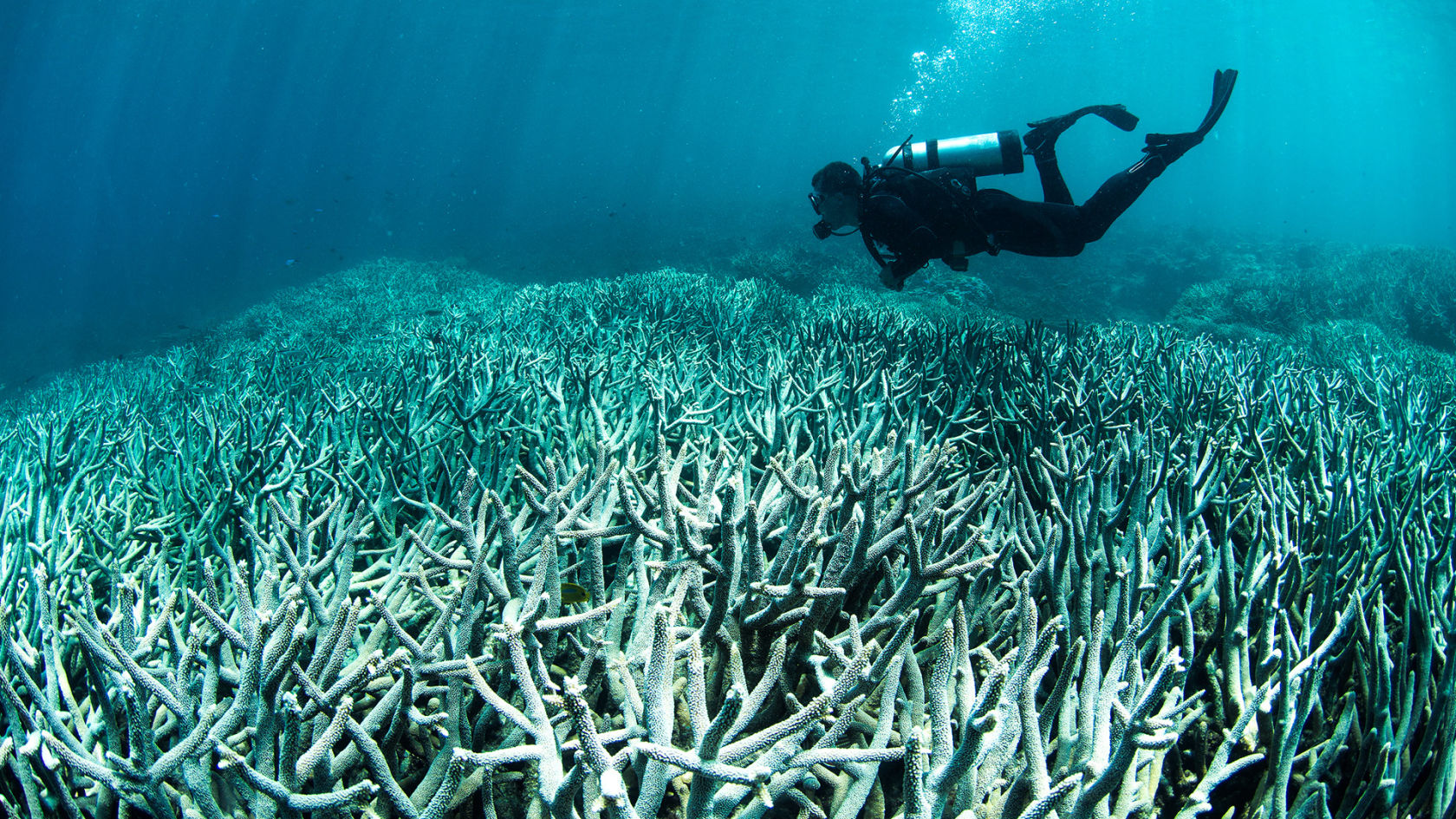 Coral bleaching at Lizard Island