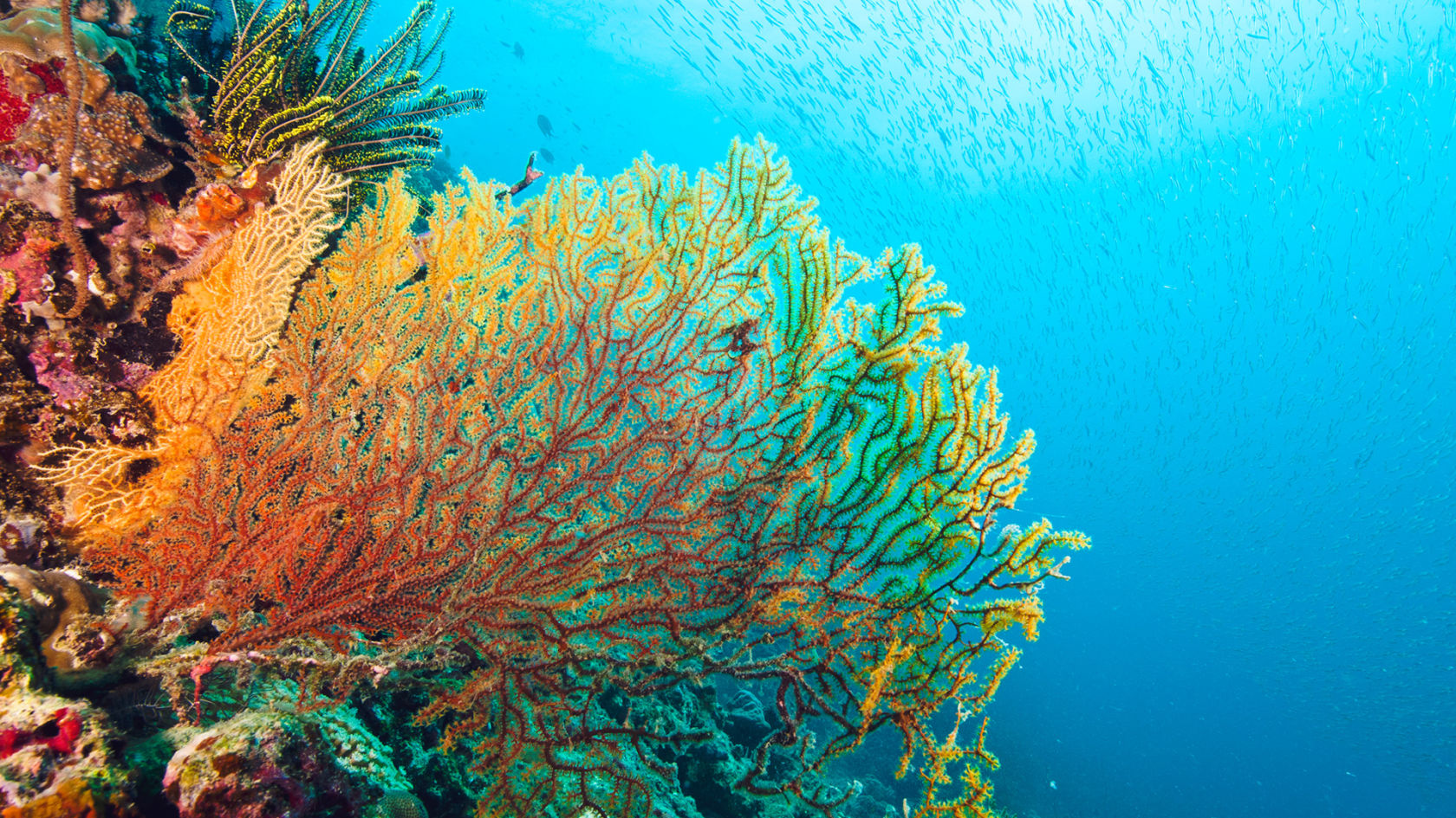 Sea fan coral