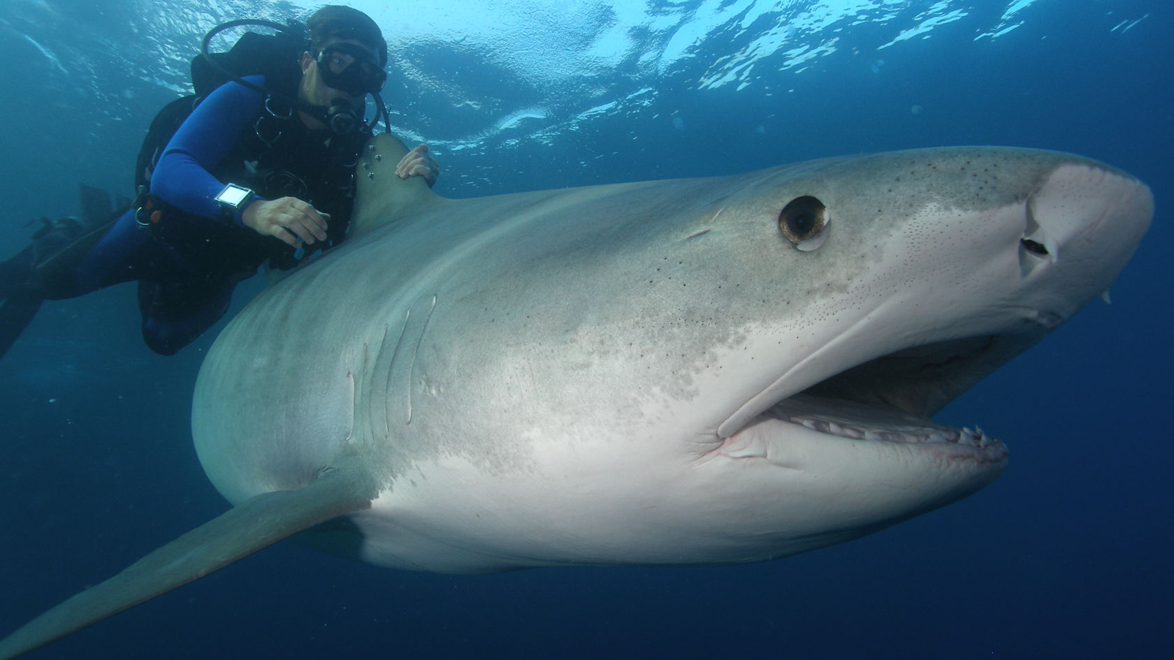 Richard Fitzpatrick releasing tagged tiger shark