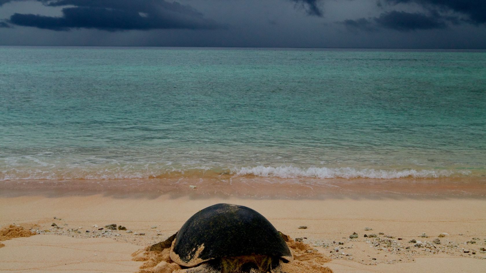 Turtle returning from nesting at Raine Island